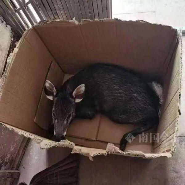 新记录种！柳州女子半路车坏，竟让她发现罕见萌物