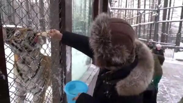 当“东北金渐层”遇见“南方小金豆” 碰撞出的火花“咔咔滴” 当“东北金渐层”遇见“南方小金豆” 碰撞出的火花“咔咔滴”