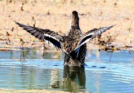 新纪录！绿翅鸭首次到访韶关罗坑