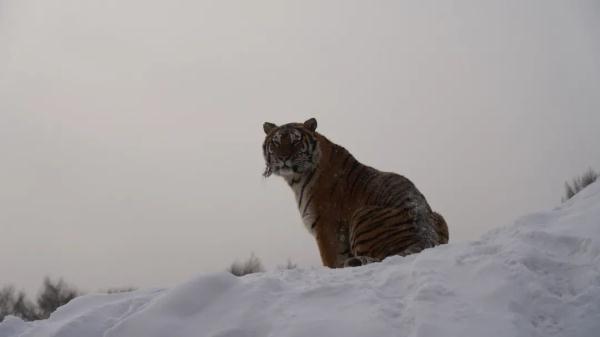 当“东北金渐层”遇见“南方小金豆” 碰撞出的火花“咔咔滴” 当“东北金渐层”遇见“南方小金豆” 碰撞出的火花“咔咔滴”