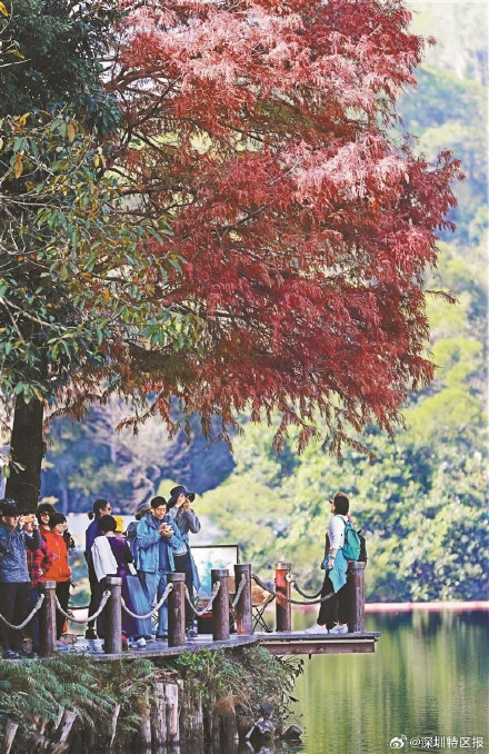 一大波美图来袭！深圳各公园的落羽杉红了