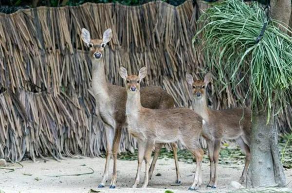 “稀世之珍”亮相！