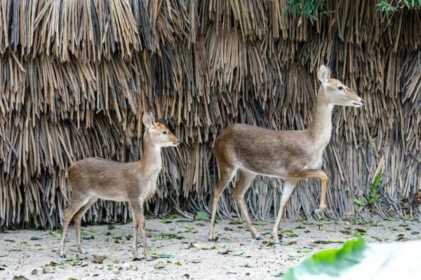 “稀世之珍”亮相！
