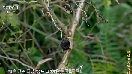 贪官搞形象工程强制种植百万亩刺梨农户自发砍掉 贪官搞形象工程强制种植百万亩刺梨农户自发砍掉