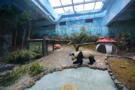 官宣!重庆又来4只新“滚滚”,花式干饭萌化网友 官宣!重庆又来4只新“滚滚”,花式干饭萌化网友