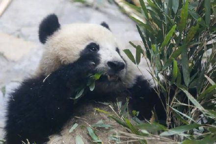 官宣!重庆又来4只新“滚滚”,花式干饭萌化网友 官宣!重庆又来4只新“滚滚”,花式干饭萌化网友