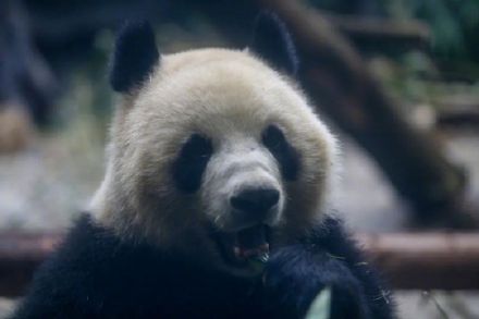 官宣!重庆又来4只新“滚滚”,花式干饭萌化网友 官宣!重庆又来4只新“滚滚”,花式干饭萌化网友