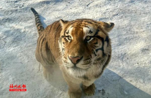 突然爆火!大涨126%!福州也开始了! 突然爆火!大涨126%!福州也开始了!