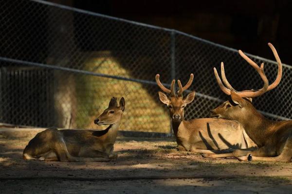 “稀世之珍”亮相！