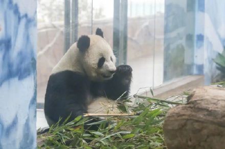 官宣!重庆又来4只新“滚滚”,花式干饭萌化网友 官宣!重庆又来4只新“滚滚”,花式干饭萌化网友