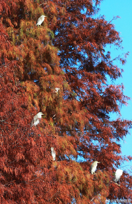 一大波美图来袭！深圳各公园的落羽杉红了