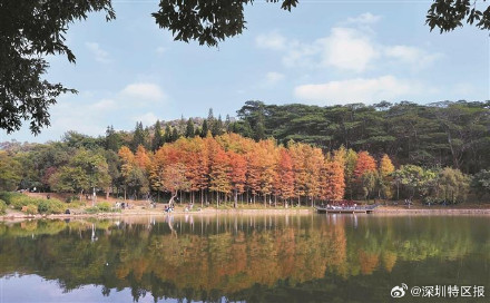 一大波美图来袭！深圳各公园的落羽杉红了