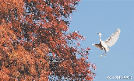 一大波美图来袭！深圳各公园的落羽杉红了