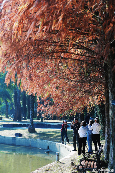 一大波美图来袭！深圳各公园的落羽杉红了