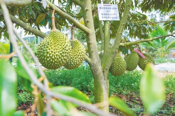 2024年海南榴莲总产量能有多少？专家透露……