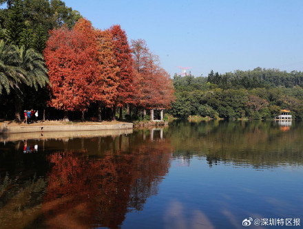 一大波美图来袭！深圳各公园的落羽杉红了