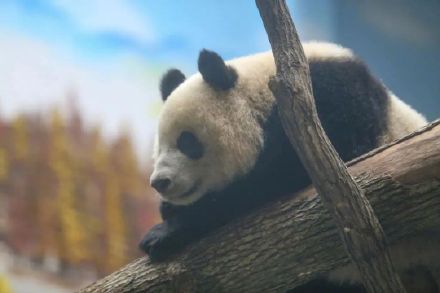 官宣!重庆又来4只新“滚滚”,花式干饭萌化网友 官宣!重庆又来4只新“滚滚”,花式干饭萌化网友