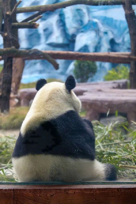 官宣!重庆又来4只新“滚滚”,花式干饭萌化网友 官宣!重庆又来4只新“滚滚”,花式干饭萌化网友