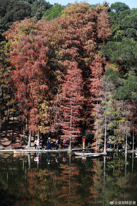 一大波美图来袭！深圳各公园的落羽杉红了