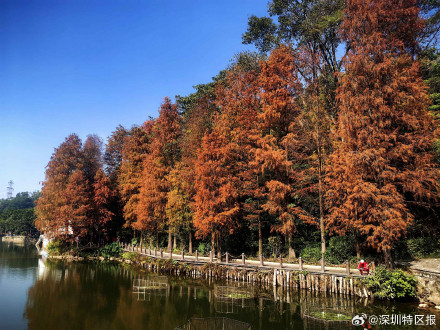 一大波美图来袭！深圳各公园的落羽杉红了