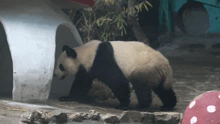 官宣!重庆又来4只新“滚滚”,花式干饭萌化网友 官宣!重庆又来4只新“滚滚”,花式干饭萌化网友