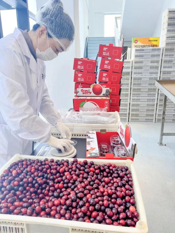 “回抱”广西老表！黑龙江的10万盒蔓越莓已发往南宁