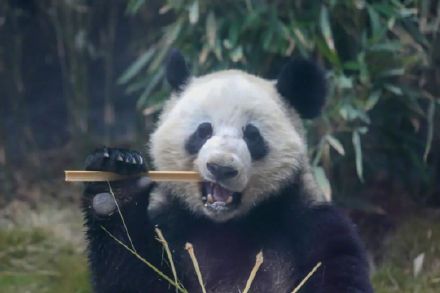 官宣!重庆又来4只新“滚滚”,花式干饭萌化网友 官宣!重庆又来4只新“滚滚”,花式干饭萌化网友