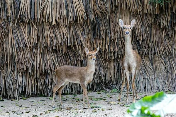 “稀世之珍”亮相！