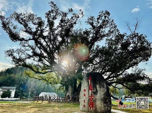 44天抢救、1年多照料！铜鼓千年古樟“复活”之路