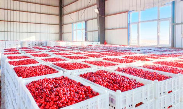 “老铁”和“老表”双向奔赴梦幻联动,10万盒蔓越莓回赠广西!全国文旅的DNA都动起来了! “老铁”和“老表”双向奔赴梦幻联动,10万盒蔓越莓回赠广西!全国文旅的DNA都动起来了!