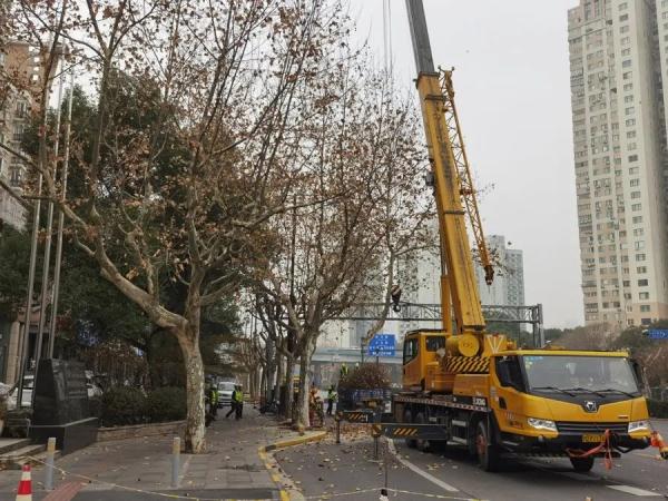 上海不少路段行道树已逾6层楼高，路灯和阳光被遮挡！投诉激增，修剪能否安排上？
