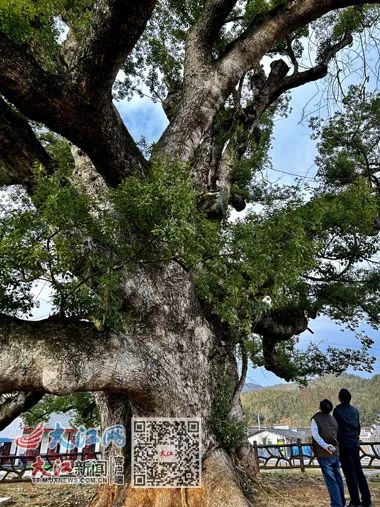 44天抢救、1年多照料！铜鼓千年古樟“复活”之路