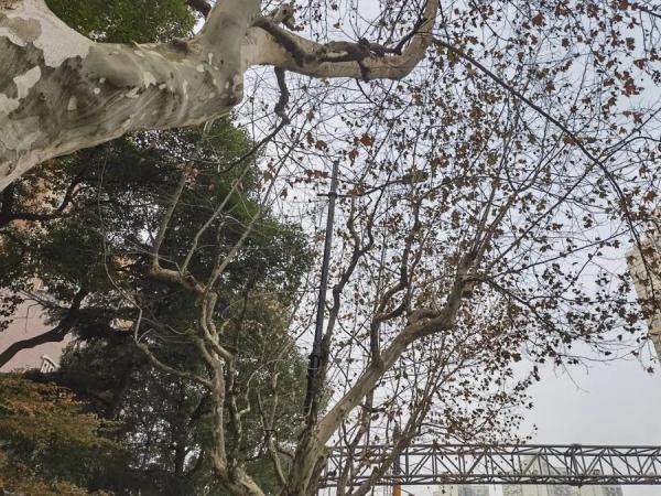 上海不少路段行道树已逾6层楼高，路灯和阳光被遮挡！投诉激增，修剪能否安排上？