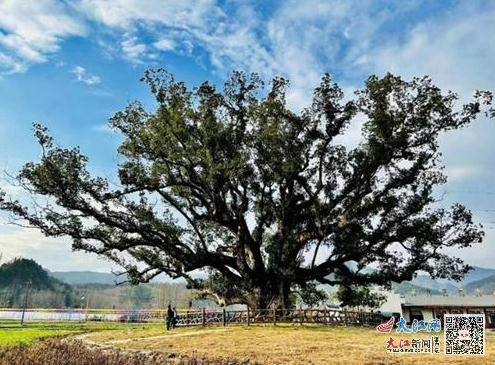 44天抢救、1年多照料！铜鼓千年古樟“复活”之路