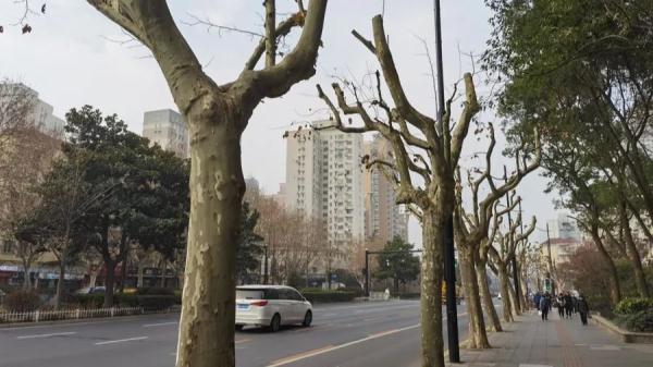 上海不少路段行道树已逾6层楼高，路灯和阳光被遮挡！投诉激增，修剪能否安排上？