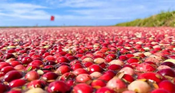 “老铁”和“老表”双向奔赴梦幻联动,10万盒蔓越莓回赠广西!全国文旅的DNA都动起来了! “老铁”和“老表”双向奔赴梦幻联动,10万盒蔓越莓回赠广西!全国文旅的DNA都动起来了!