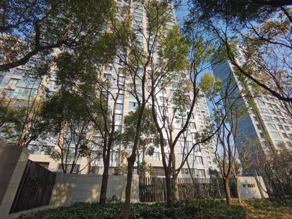 上海不少路段行道树已逾6层楼高，路灯和阳光被遮挡！投诉激增，修剪能否安排上？