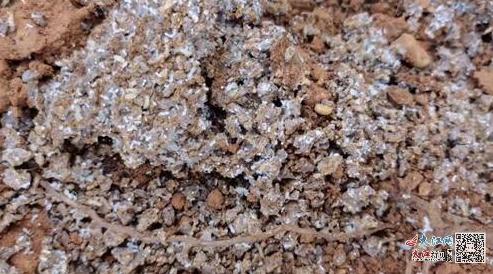 44天抢救、1年多照料！铜鼓千年古樟“复活”之路