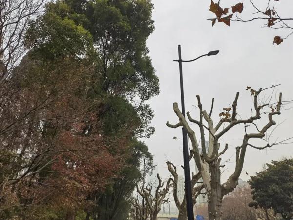 上海不少路段行道树已逾6层楼高，路灯和阳光被遮挡！投诉激增，修剪能否安排上？
