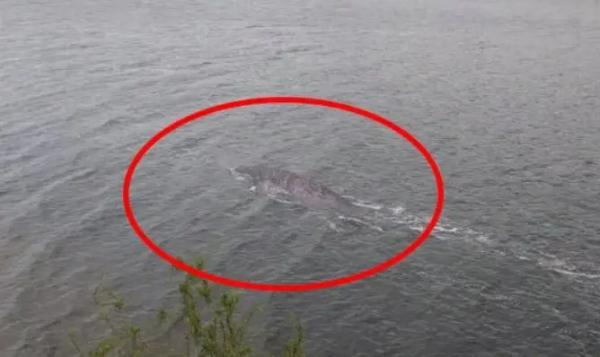 一夜暴富？杭州男子钓到神秘生物，网友炸锅！