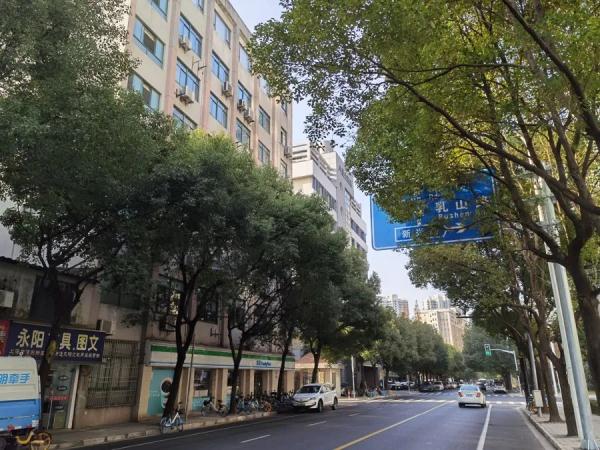 上海不少路段行道树已逾6层楼高，路灯和阳光被遮挡！投诉激增，修剪能否安排上？