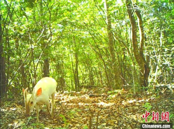 湖北神农架:针对性保护珍稀濒危动植物 湖北神农架:针对性保护珍稀濒危动植物