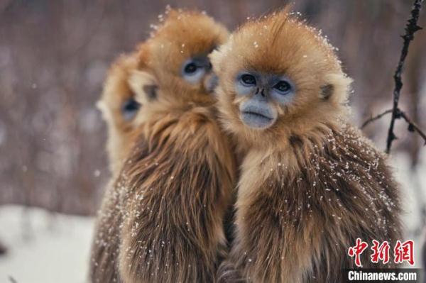 湖北神农架:针对性保护珍稀濒危动植物 湖北神农架:针对性保护珍稀濒危动植物