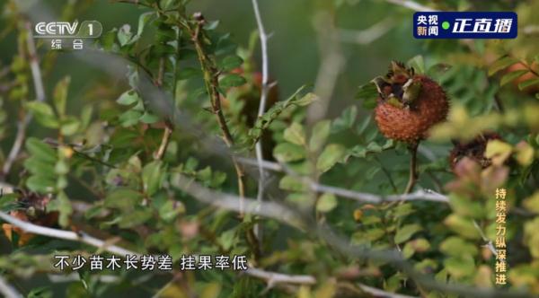 花9个亿建索道,却每年只用一个月……主政3年,他让当地新增债务1500亿余元 花9个亿建索道,却每年只用一个月……主政3年,他让当地新增债务1500亿余元