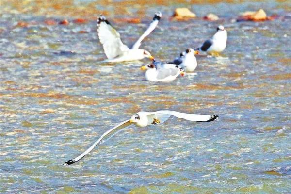 兰州：黄河两岸生态美 候鸟翔集舞翩跹