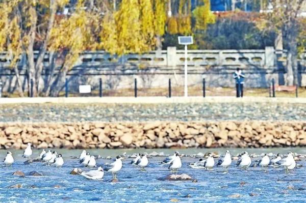 兰州：黄河两岸生态美 候鸟翔集舞翩跹