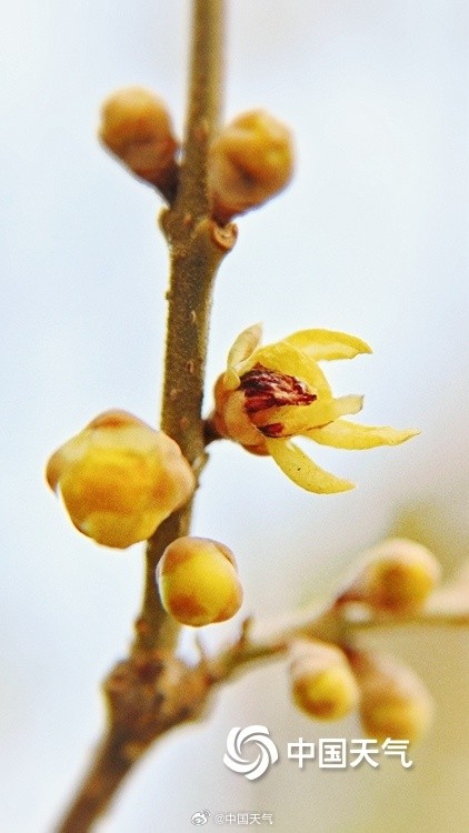 冬日一抹亮色 “三九”天北京蜡梅初绽
