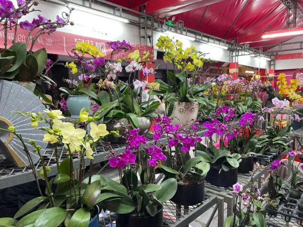 “攻略”来了！广州11区迎春花市地点时间及交通管制安排官宣