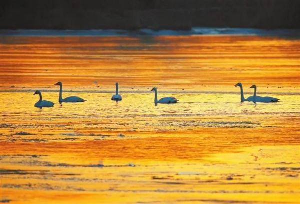 兰州：黄河两岸生态美 候鸟翔集舞翩跹