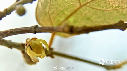 冬日一抹亮色 “三九”天北京蜡梅初绽